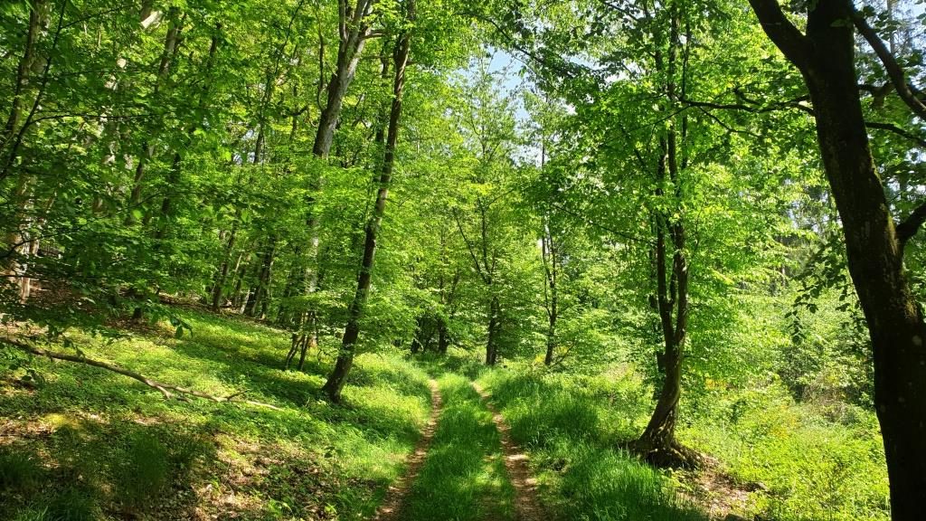 Privatpraxis für transpersonale Psychotherapie Koblenz - Therapie bei Angst, Stress und Depression